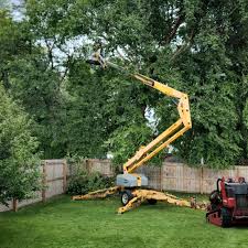 Best Tree Cabling and Bracing  in Berrien Springs, MI